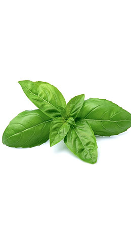 basil