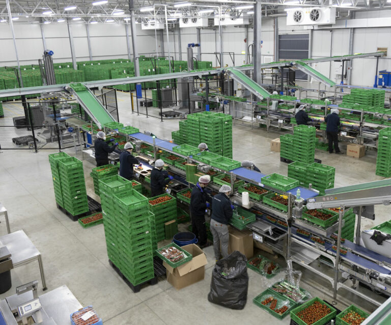 packing line solution tomatoes
